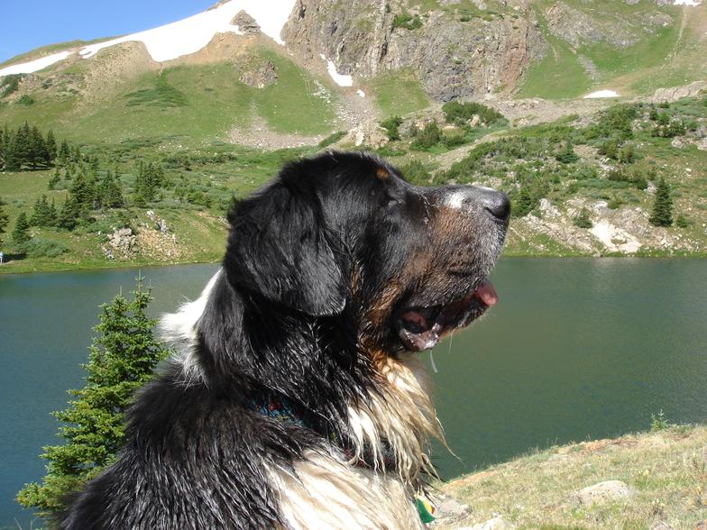 Black-white-dog-sideview