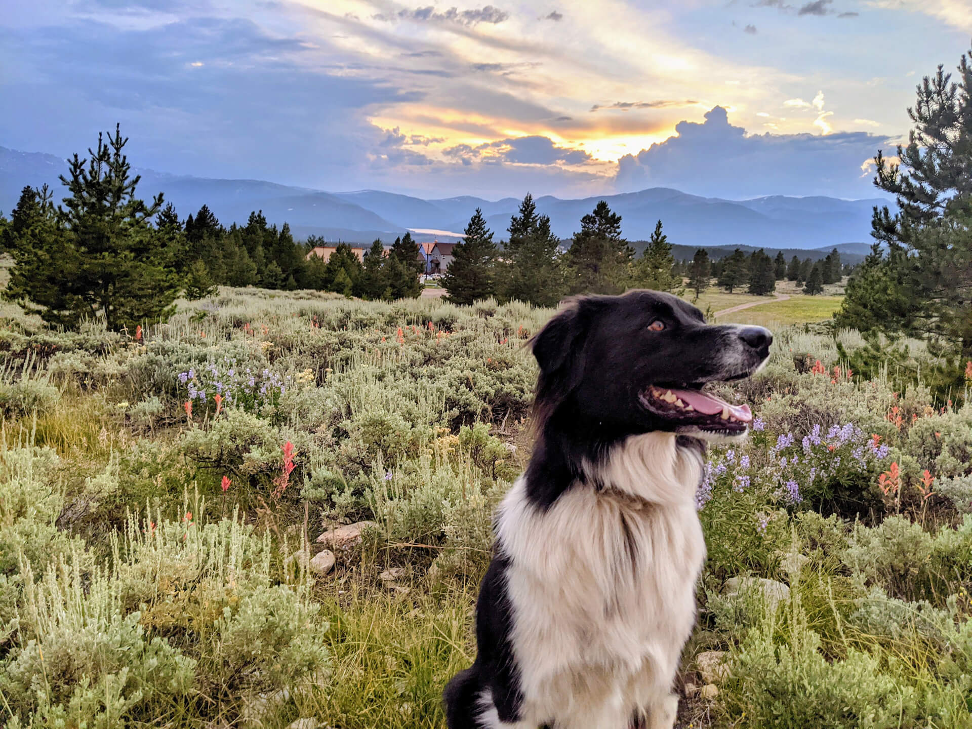 Bodhi-testimonial_web-comp