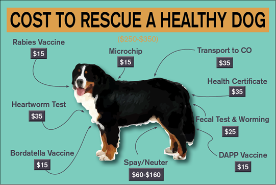 Cost to rescue a healthy dog infographic