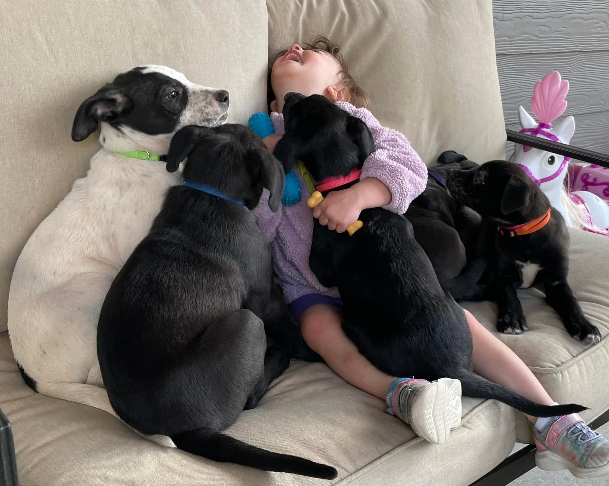 Child surrounded by puppies