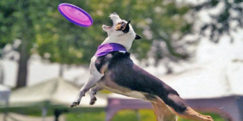 Arrow’s Success Story