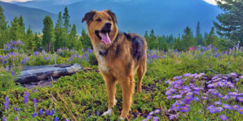 Porter’s Success Story