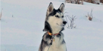 Tasha’s Happy Ending