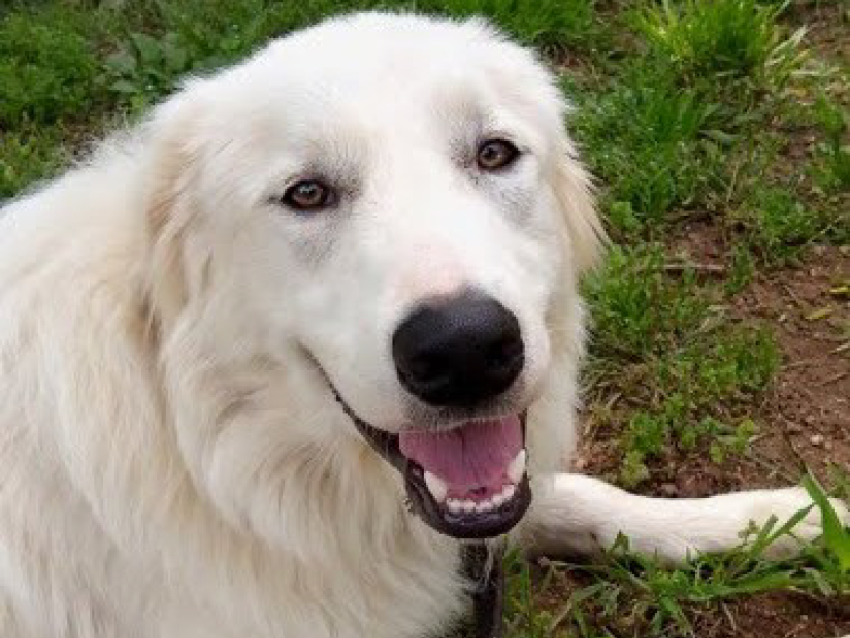Large happy white dog