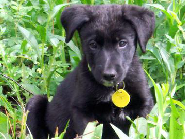 Little black puppy