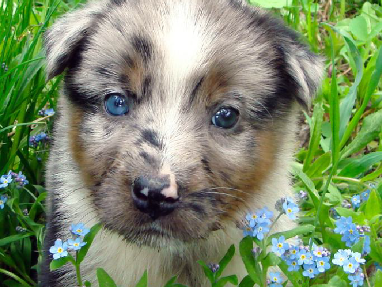 Puppy in flowers