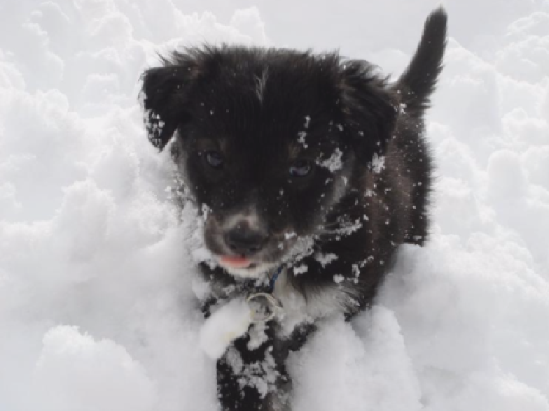 Puppy in snow